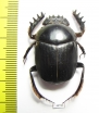 Scarabaeus proboscideus  South Africa Rep. - INSECTS-STORE.RU
