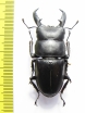 Dorcus reichei hirticornis  China 52mm - INSECTS-STORE.RU