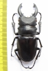 Odontolabis alces  Philippines  73mm - INSECTS-STORE.RU