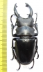 Odontolabis alces  Philippines  76mm - INSECTS-STORE.RU