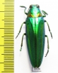 Chrysochroa rajah thailandica  Thailand - INSECTS-STORE.RU