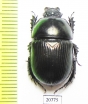 Geotrupes impressus  Kazakhstan - INSECTS-STORE.RU