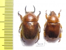 Didrepanephorus ohbayashii, pair  Laos - INSECTS-STORE.RU