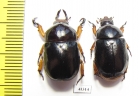Didrepanephorus yunnanus, pair  Laos - INSECTS-STORE.RU