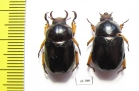 Didrepanephorus yunnanus, pair  Laos - INSECTS-STORE.RU