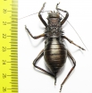 Acanthoproctus sp.  Zambia - INSECTS-STORE.RU