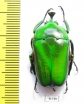 Trigonophorus rothschildi  Malaysia - INSECTS-STORE.RU