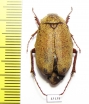 Melolonthinae sp.  Indonesia, Sumatra - INSECTS-STORE.RU