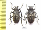 Moechotypa diphysis, pair  Russia, Far East - INSECTS-STORE.RU