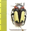 Glycosia tricolor  Malaysia - INSECTS-STORE.RU