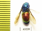 Chrysididae sp.  Kazakhstan - INSECTS-STORE.RU