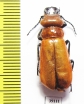 Cissites maxillosa  Malaysia - INSECTS-STORE.RU
