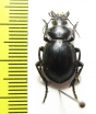 Callisthenes breviusculus  Armenia - INSECTS-STORE.RU