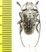 Cerambycidae sp.  Madagascar - INSECTS-STORE.RU
