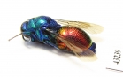 Chrysididae sp.  Kazakhstan - INSECTS-STORE.RU
