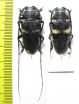 Zographus aulicus, pair  Congo - INSECTS-STORE.RU