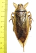Lethocerus sp.  Thailand  80mm - INSECTS-STORE.RU