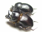 Copris sp., pair  South Africa Rep. - INSECTS-STORE.RU