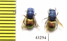 Chrysididae sp.  Kazakhstan - INSECTS-STORE.RU