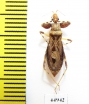 Hemiptera sp.  Indonesia, Java - INSECTS-STORE.RU