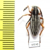 Dorcadion acutispinum, male  Kazakhstan - INSECTS-STORE.RU
