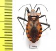 Hemiptera sp.  Ecuador - INSECTS-STORE.RU