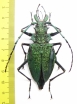 Psalidognathus friendi, female  Colombia 62(68) mm - INSECTS-STORE.RU