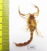 Scorpiones sp.  South Africa Rep. - INSECTS-STORE.RU