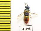 Chrysididae sp.  Kazakhstan - INSECTS-STORE.RU