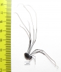Opiliones sp.  South Africa Rep. - INSECTS-STORE.RU