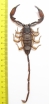 Scorpiones sp.  Zambia 145mm - INSECTS-STORE.RU