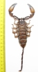 Scorpiones sp.  Zambia 150mm - INSECTS-STORE.RU