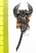 Scorpiones sp.  South Africa Rep. - INSECTS-STORE.RU