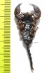 Scorpiones sp.  South Africa Rep. - INSECTS-STORE.RU