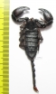 Scorpiones sp.  South Africa Rep. - INSECTS-STORE.RU