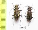 Ropaloteres sp., pair  South Africa Rep. - INSECTS-STORE.RU