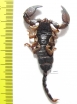 Scorpiones sp.  South Africa Rep. - INSECTS-STORE.RU