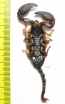 Scorpiones sp.  South Africa Rep. - INSECTS-STORE.RU