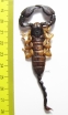 Scorpiones sp.  South Africa Rep. 80mm - INSECTS-STORE.RU