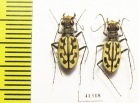 Lophyra sp., pair  South Africa Rep. - INSECTS-STORE.RU