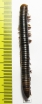 Myriapoda sp.  South Africa Rep.  64mm - INSECTS-STORE.RU