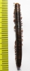 Myriapoda sp.  South Africa Rep.  60mm - INSECTS-STORE.RU