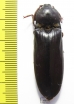 Elateridae sp.  South Africa Rep. - INSECTS-STORE.RU