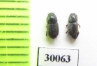 Aphodius scrofa  Uzbekistan - INSECTS-STORE.RU