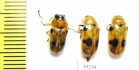 Antipus macropus, pair  Russia, Volgograd reg. - INSECTS-STORE.RU