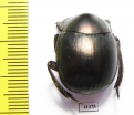 Anachalcos sp.  South Africa Rep. - INSECTS-STORE.RU