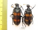 Meloidae sp.  South Africa Rep. - INSECTS-STORE.RU