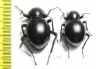 Tenebrionidae sp., pair  South Africa Rep. - INSECTS-STORE.RU
