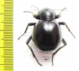 Tenebrionidae sp.  South Africa Rep. - INSECTS-STORE.RU