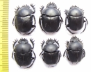 Scarabaeus pius  Russia, Astrakhan reg. - INSECTS-STORE.RU